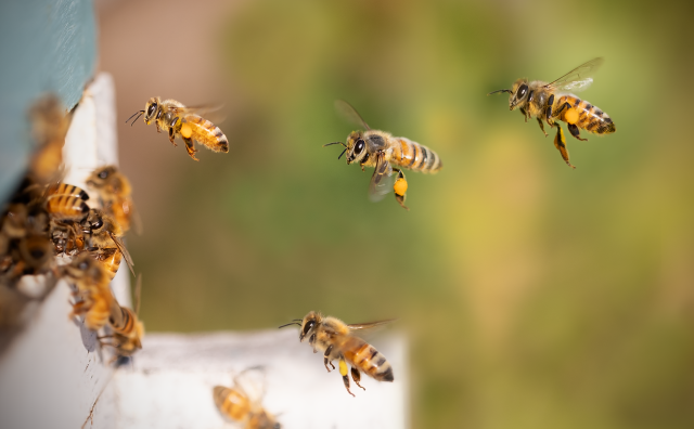 blog – emb linux – Bienenstock emb-linux Bienenstock